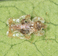 Corythucha incurvata