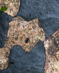 Eumorphus quadriguttatus