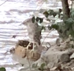 Nycticorax nycticorax