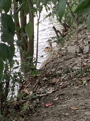 Nycticorax nycticorax