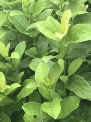 Pseuderanthemum carruthersii