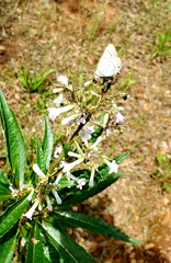 Satyrium californica