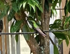 Anthracothorax dominicus