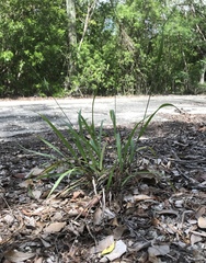 Paspalum blodgettii