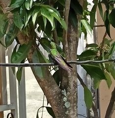 Anthracothorax dominicus