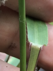 Paspalum blodgettii