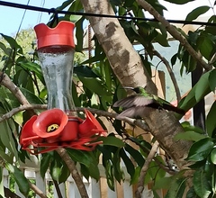 Anthracothorax dominicus