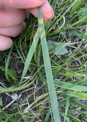 Leymus chinensis