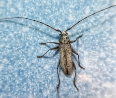 Stromatium longicorne