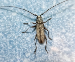 Stromatium longicorne