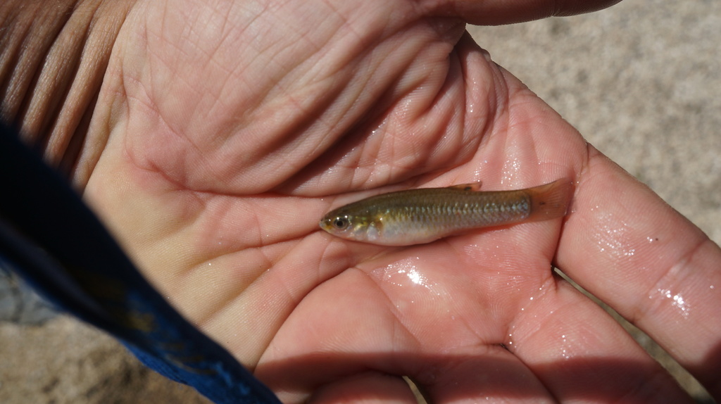 Hispaniola molly (Poecilia hispaniolana) — Poeciliidae