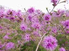 Kunzea obovata