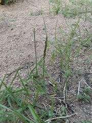 Leymus chinensis