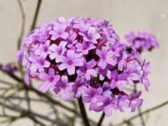 Verbena bonariensis
