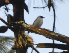 Ficedula westermanni