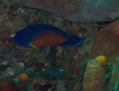 Centropyge bispinosa