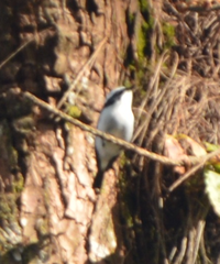 Ficedula westermanni