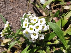 Lobularia maritima