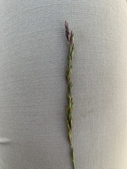 Leymus chinensis