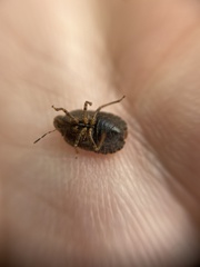 Sciocoris homalonotus