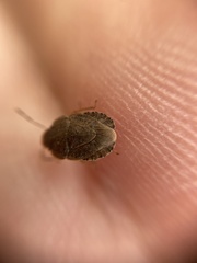 Sciocoris homalonotus