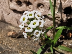 Lobularia maritima