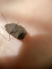 Sciocoris homalonotus