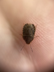 Sciocoris homalonotus