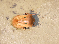 Chalcopis glandulosa