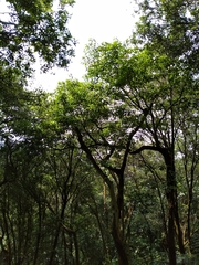 Myrsine seguinii