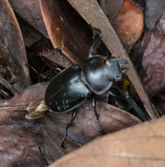 Neolucanus sinicus