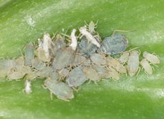 Rhopalosiphum padi