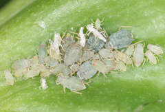 Rhopalosiphum padi