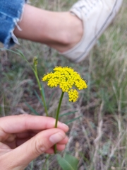 Harbouria trachypleura