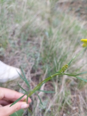 Harbouria trachypleura
