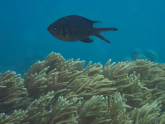 Chromis weberi