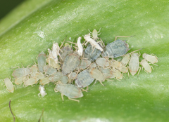 Rhopalosiphum padi