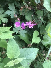 Geranium macrorrhizum