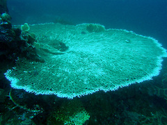 Acropora plumosa