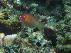 Pseudocheilinus octotaenia