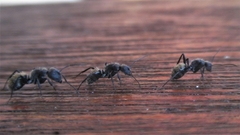 Camponotus postoculatus