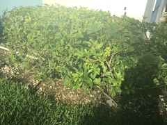 Heptapleurum arboricola