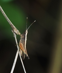 Phlaeoba antennata
