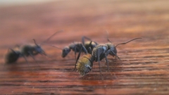 Camponotus postoculatus