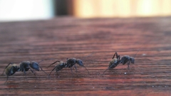 Camponotus postoculatus