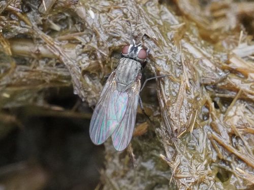 Brontaea humilis · iNaturalist