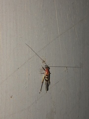 Homoeoxipha lycoides