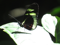 Heliconius cydno