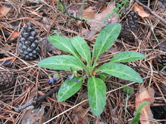 Viola gmeliniana