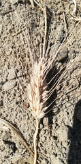 Triticum